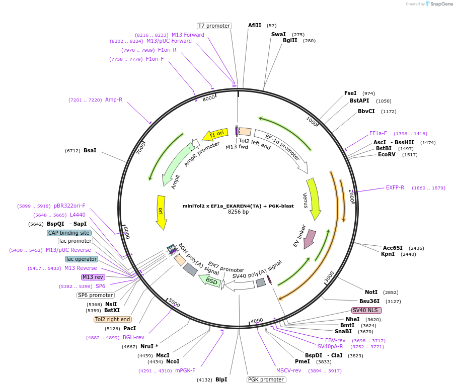 167827-plasmid-map-sequence-id-330702