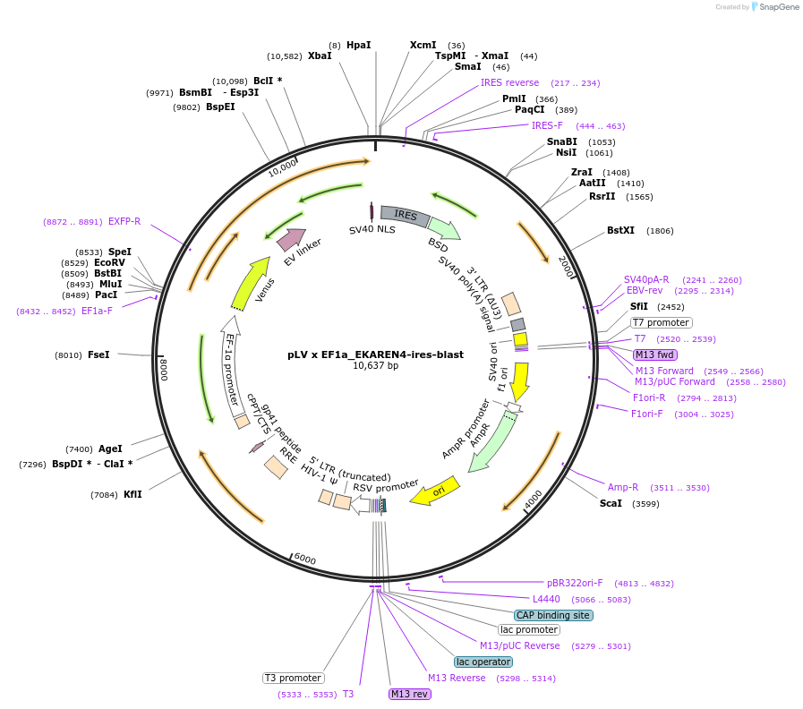 167829-plasmid-map-sequence-id-330703