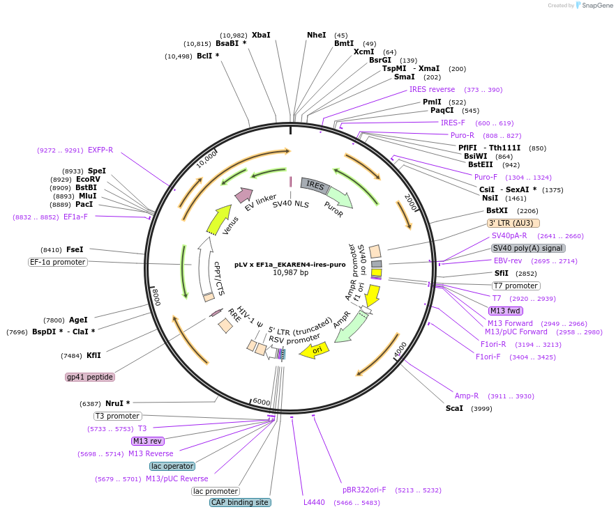167828-plasmid-map-sequence-id-330717
