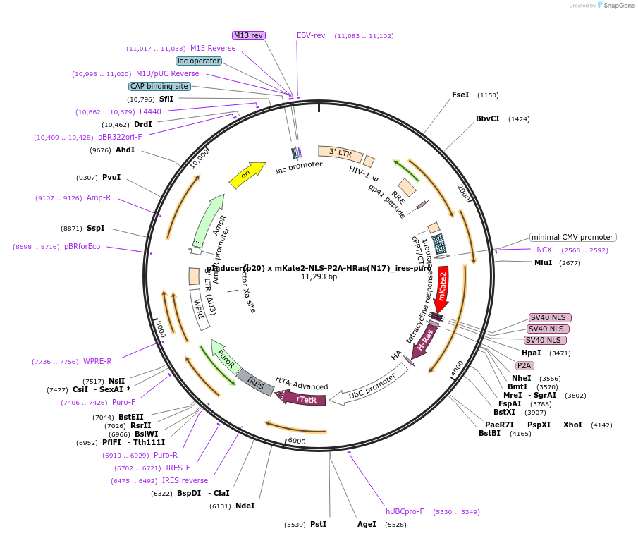 167832-plasmid-map-sequence-id-330719