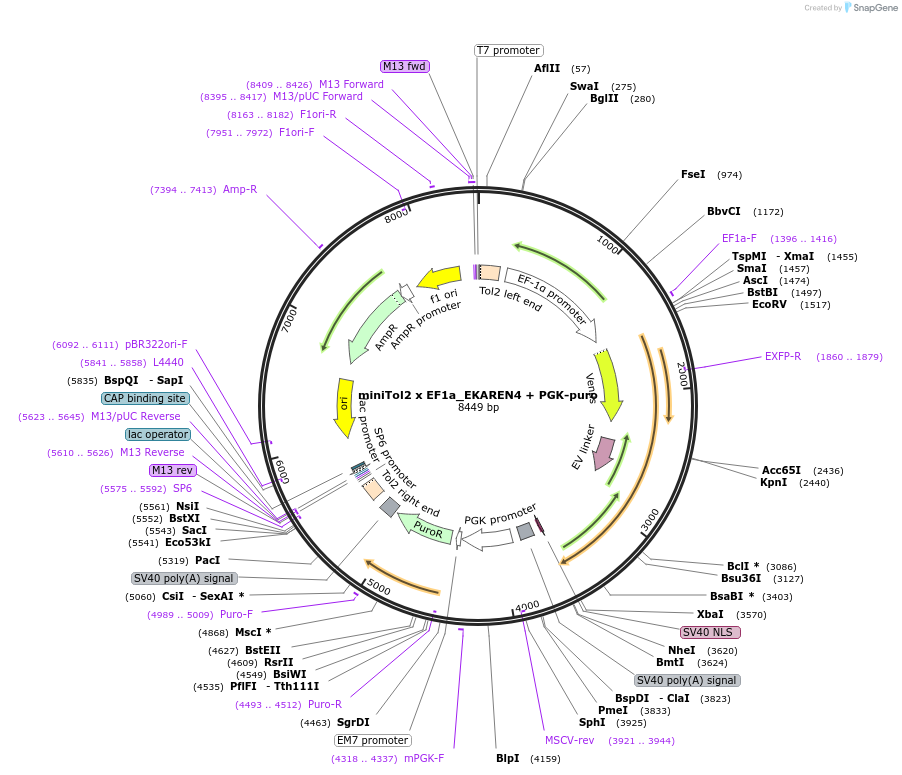 167824-plasmid-map-sequence-id-330722