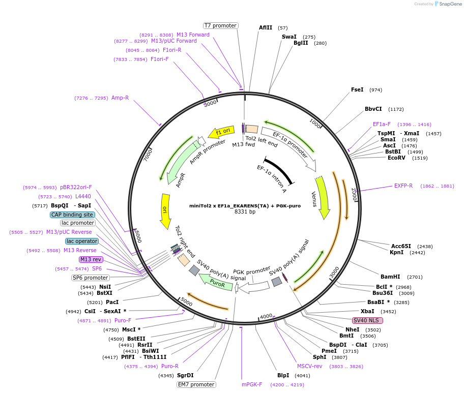 167819-plasmid-map-sequence-id-330736