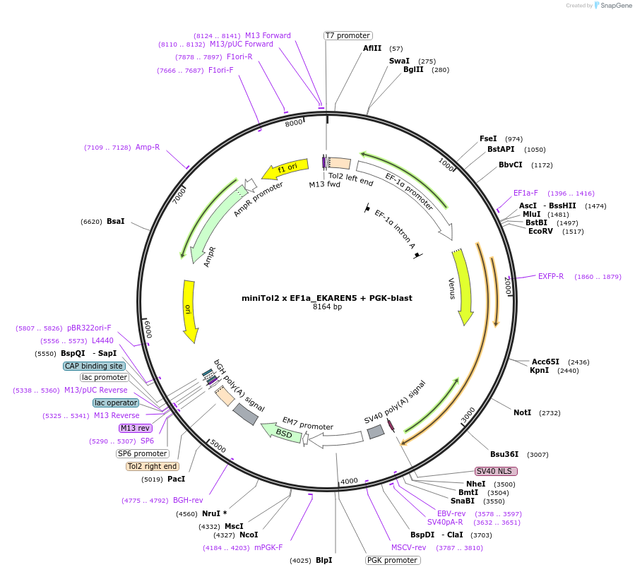 167818-plasmid-map-sequence-id-330737