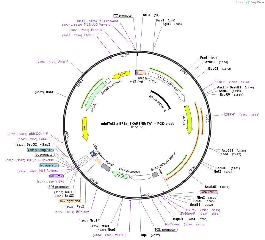 167820-plasmid-map-sequence-id-330739