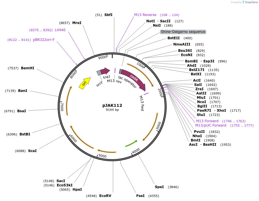 167280-plasmid-map-sequence-id-330760