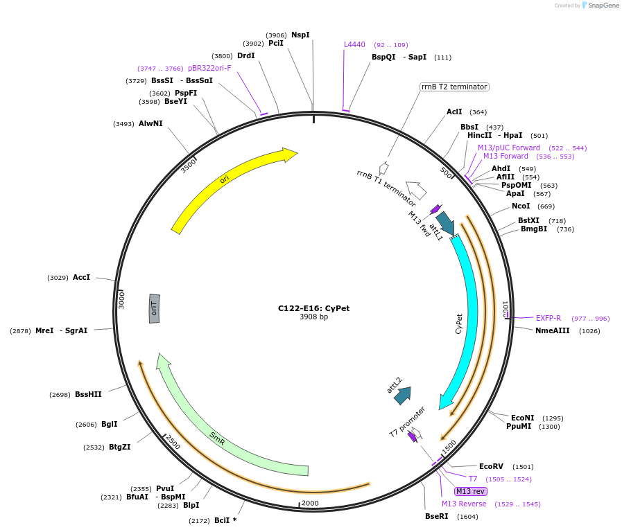 162896-plasmid-map-sequence-id-330814