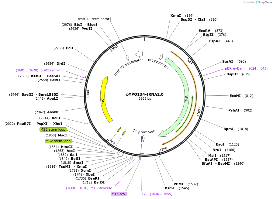 158396-plasmid-map-sequence-id-330816