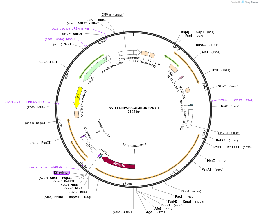 167588-plasmid-map-sequence-id-330868