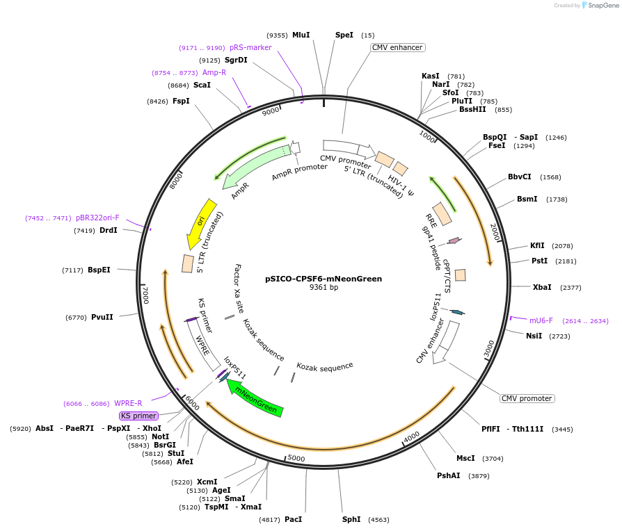 167587-plasmid-map-sequence-id-330869