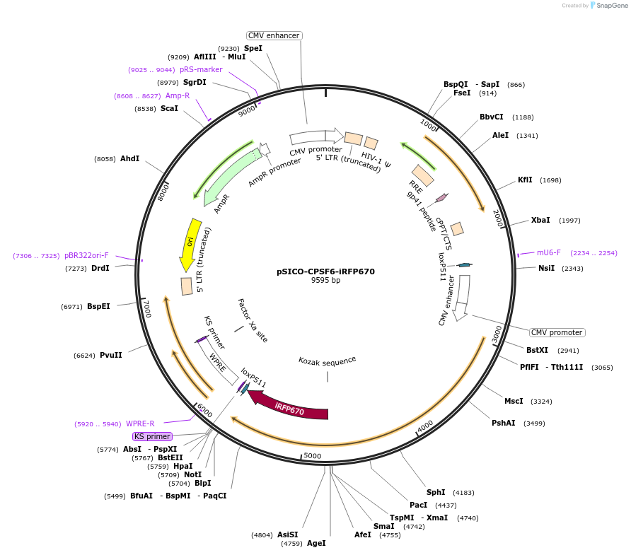 167586-plasmid-map-sequence-id-330870