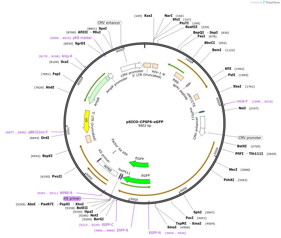 167585-plasmid-map-sequence-id-330871