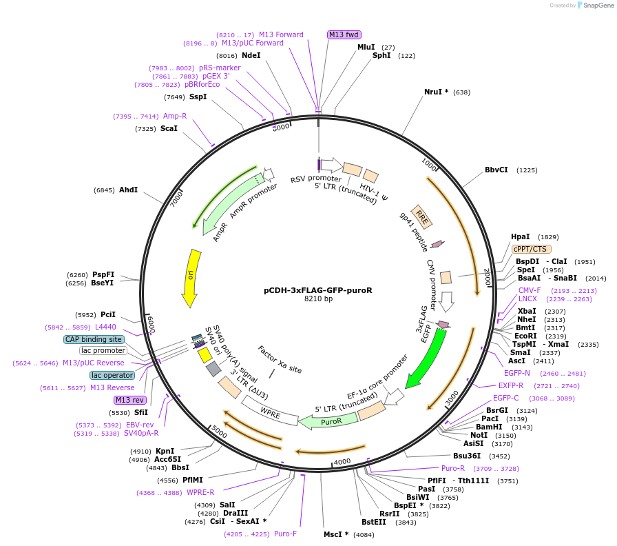 167463-plasmid-map-sequence-id-330874