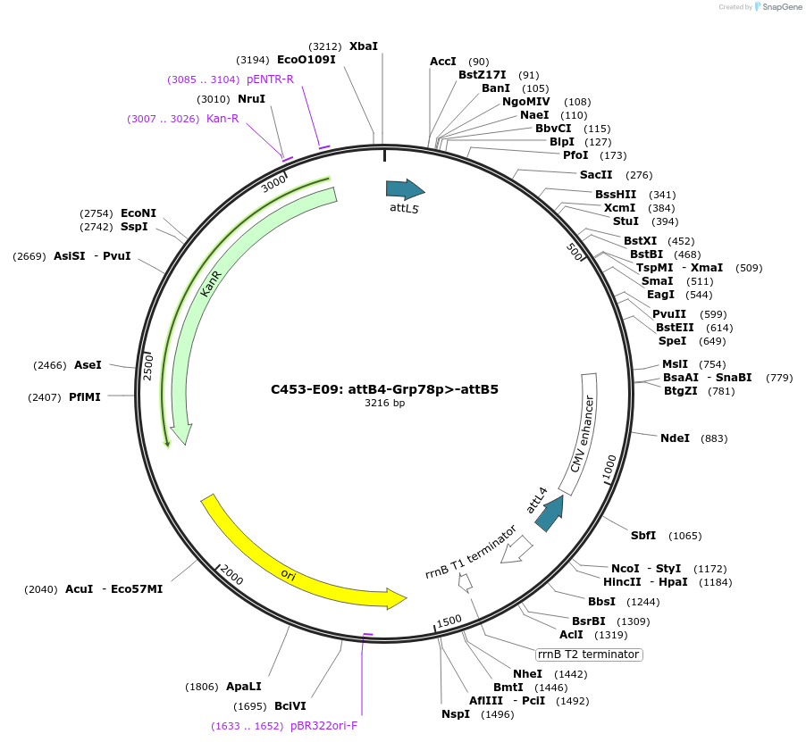 162974-plasmid-map-sequence-id-330900