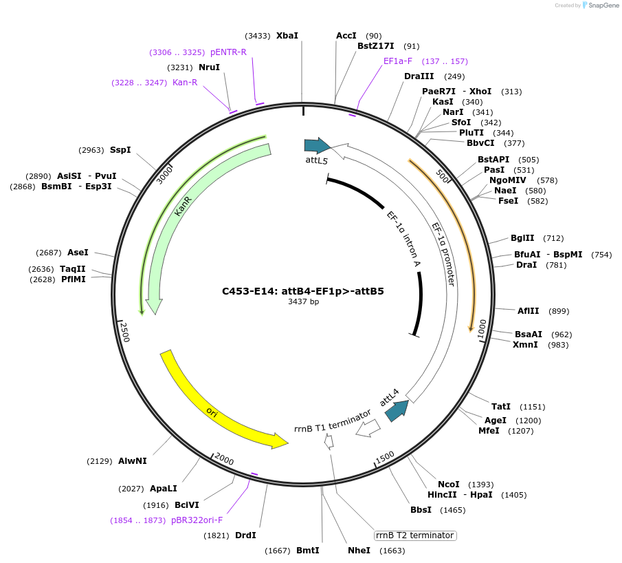 162975-plasmid-map-sequence-id-330901