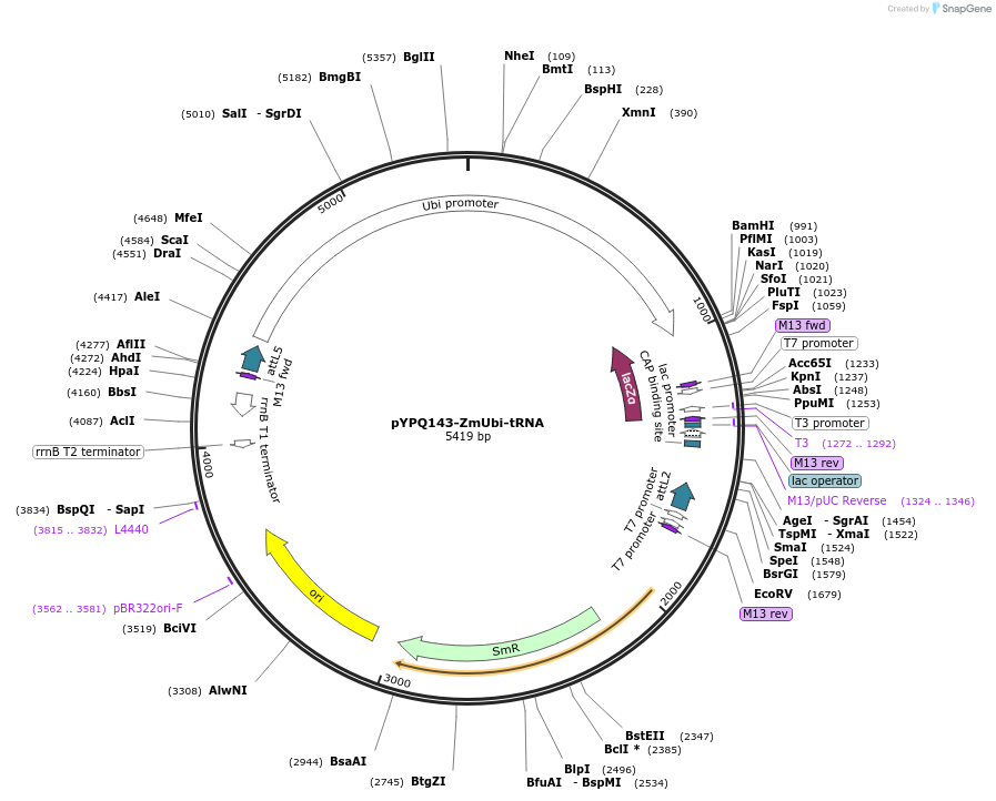 158400-plasmid-map-sequence-id-330909