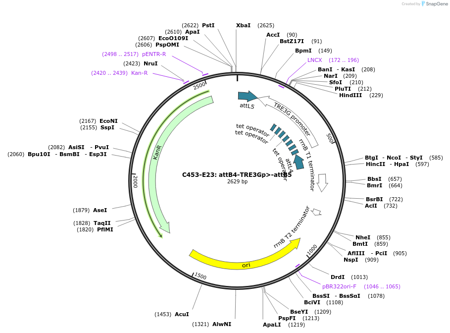 162979-plasmid-map-sequence-id-330918
