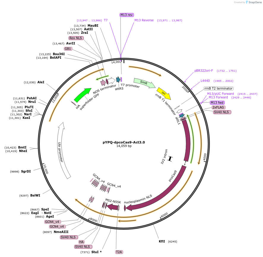 158408-plasmid-map-sequence-id-330919