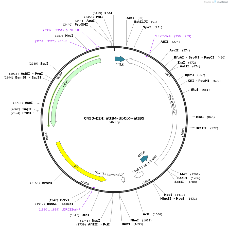 162980-plasmid-map-sequence-id-330920