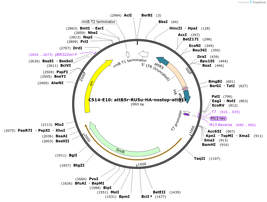 162952-plasmid-map-sequence-id-330921