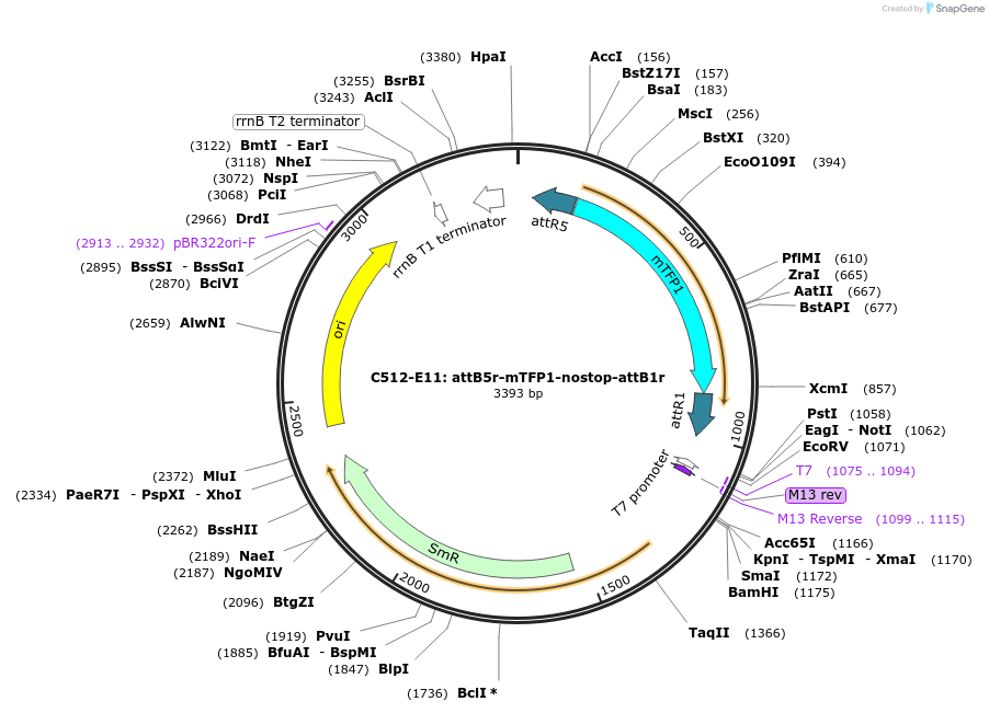 162942-plasmid-map-sequence-id-330922