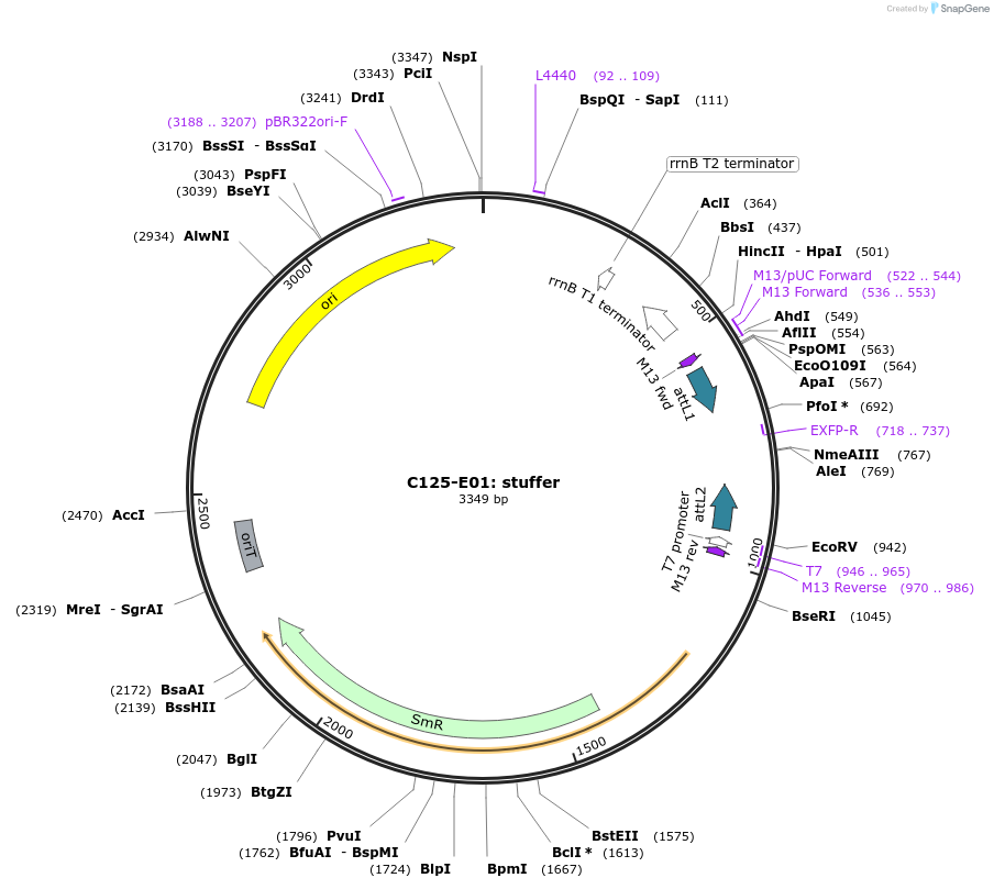 162900-plasmid-map-sequence-id-330923