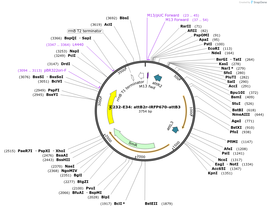 162908-plasmid-map-sequence-id-330924