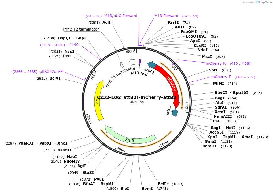 162903-plasmid-map-sequence-id-330929
