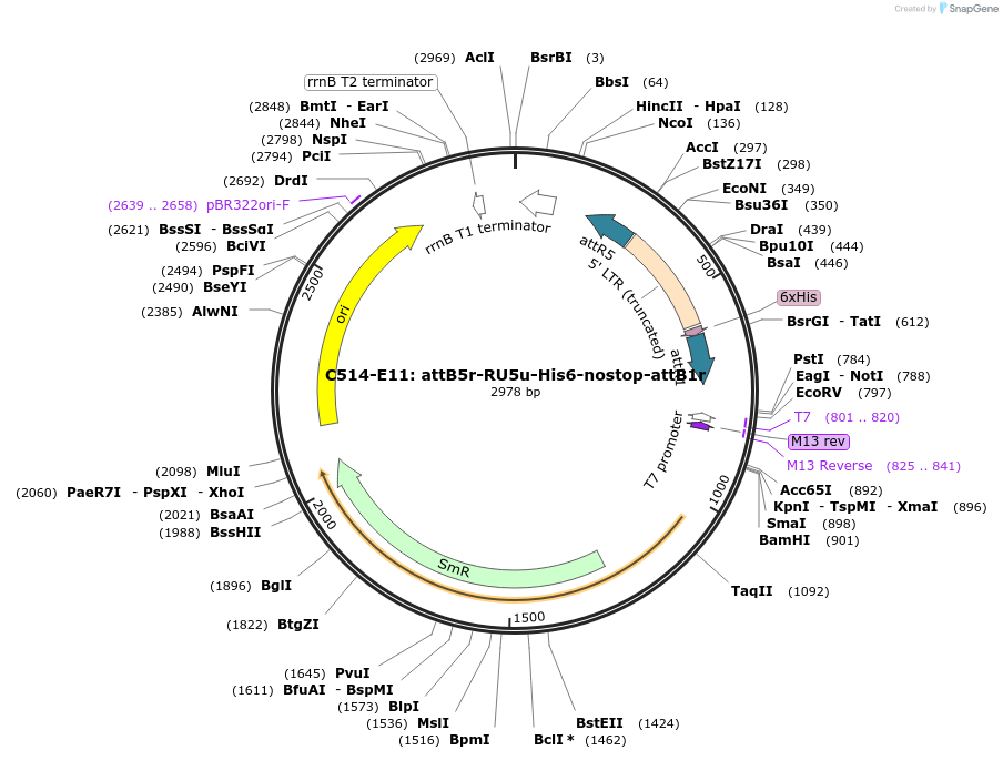 162953-plasmid-map-sequence-id-330931