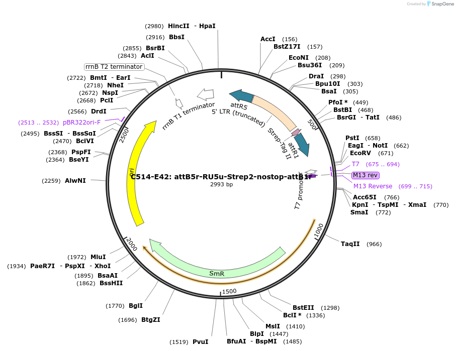 162961-plasmid-map-sequence-id-330932