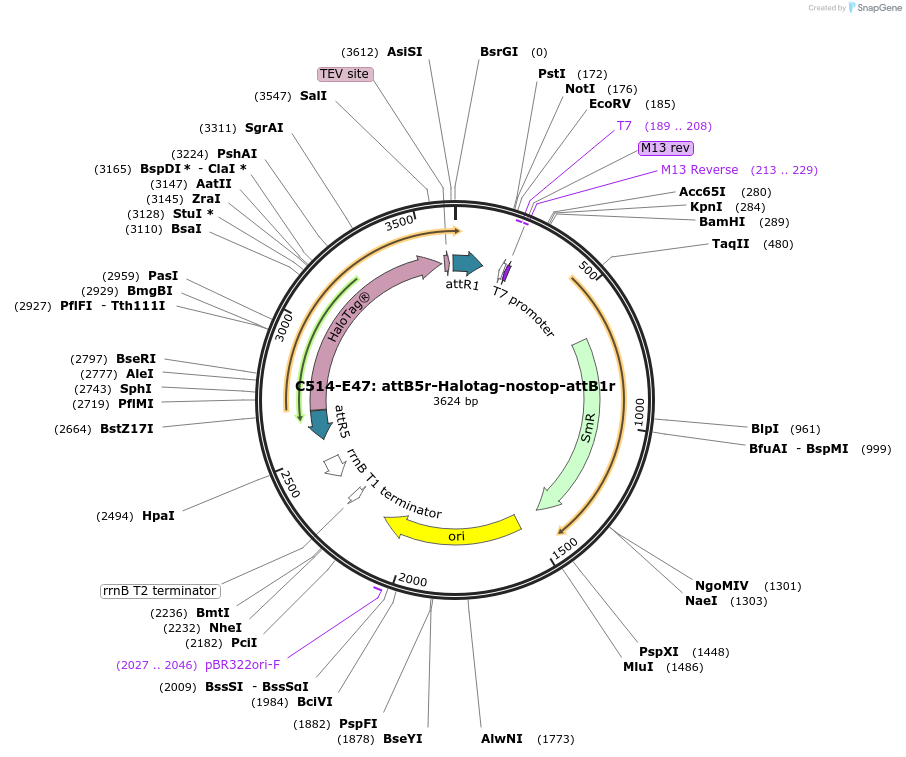 162963-plasmid-map-sequence-id-330933