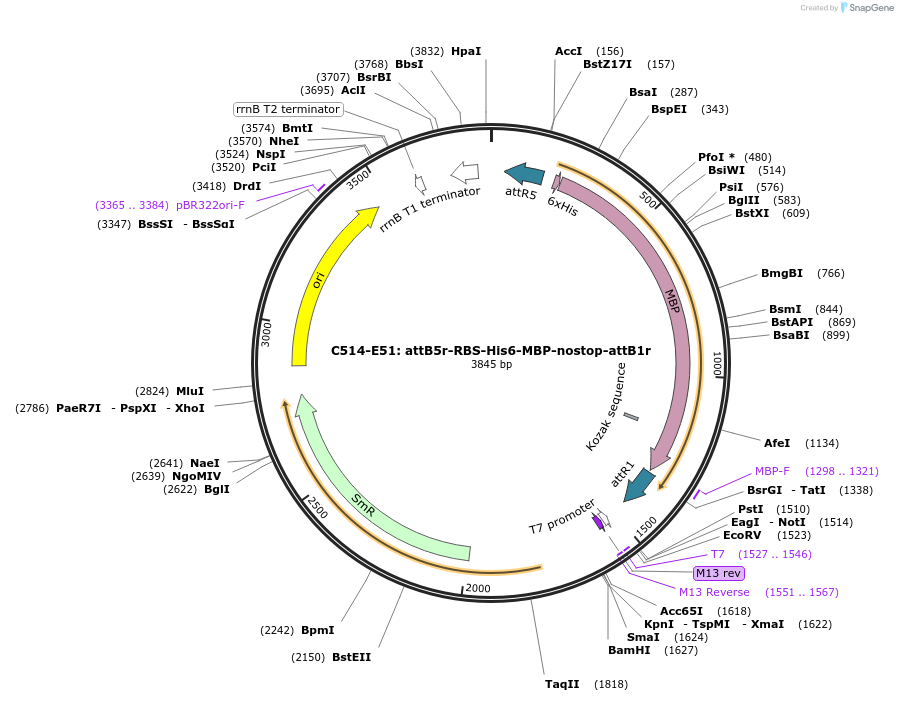 162964-plasmid-map-sequence-id-330937