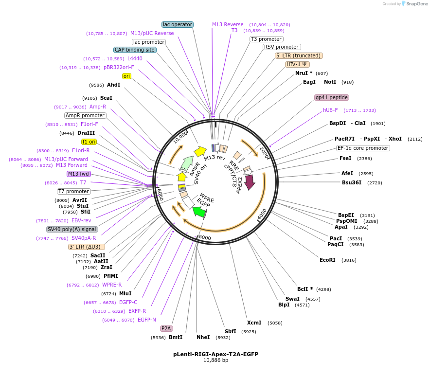 167288-plasmid-map-sequence-id-330940