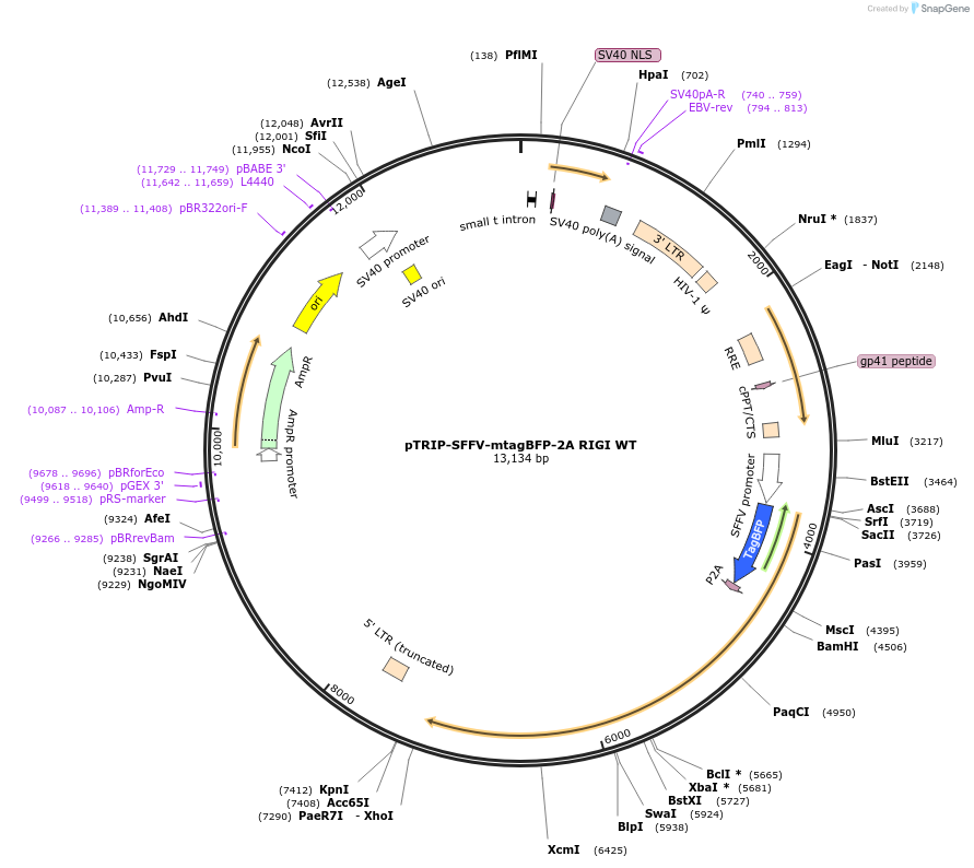 167289-plasmid-map-sequence-id-330941