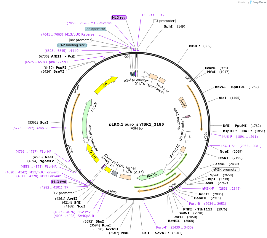 167294-plasmid-map-sequence-id-330942