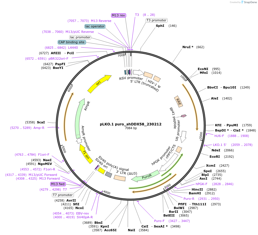 167293-plasmid-map-sequence-id-330944