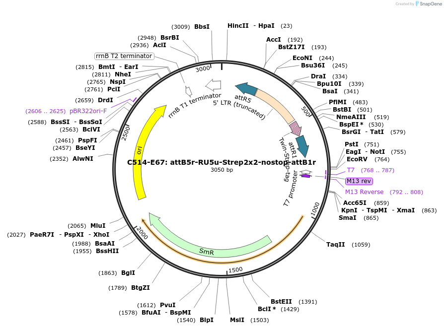 162967-plasmid-map-sequence-id-330945