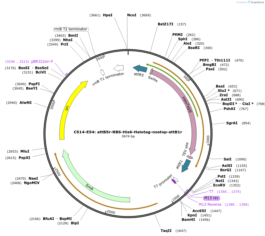 162965-plasmid-map-sequence-id-330946
