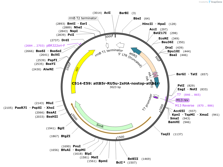 162966-plasmid-map-sequence-id-330948