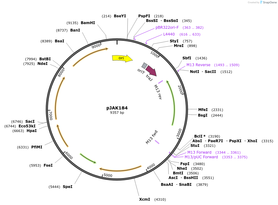 167281-plasmid-map-sequence-id-330952