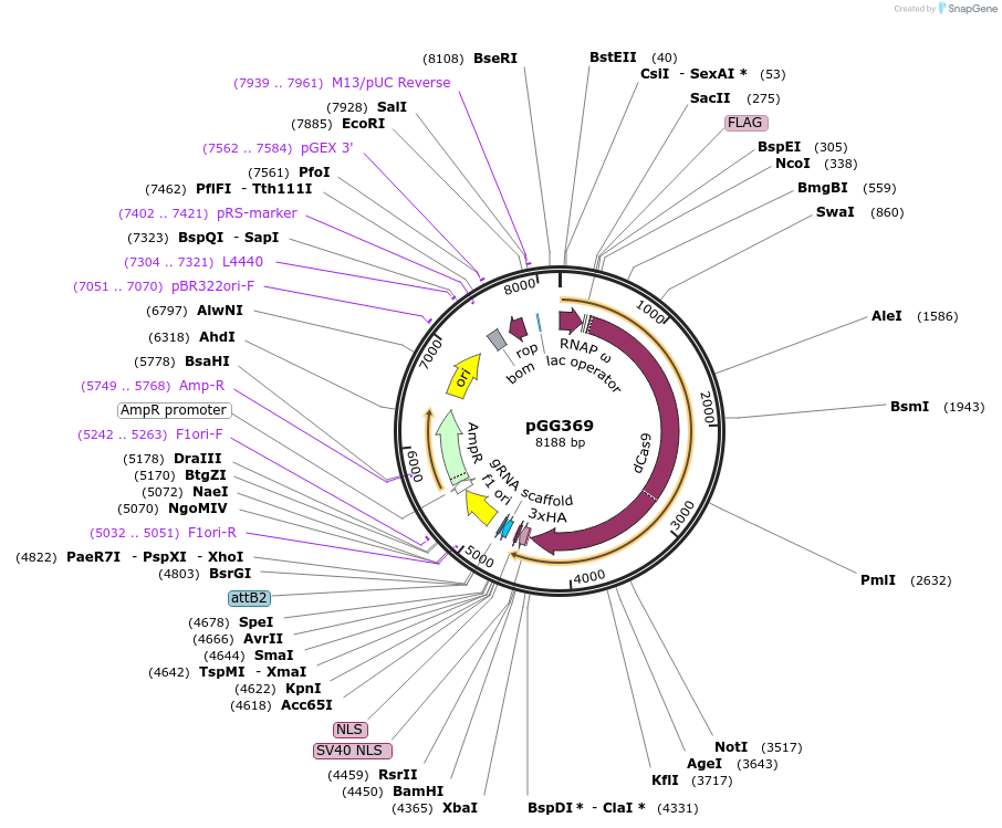 165606-plasmid-map-sequence-id-330964