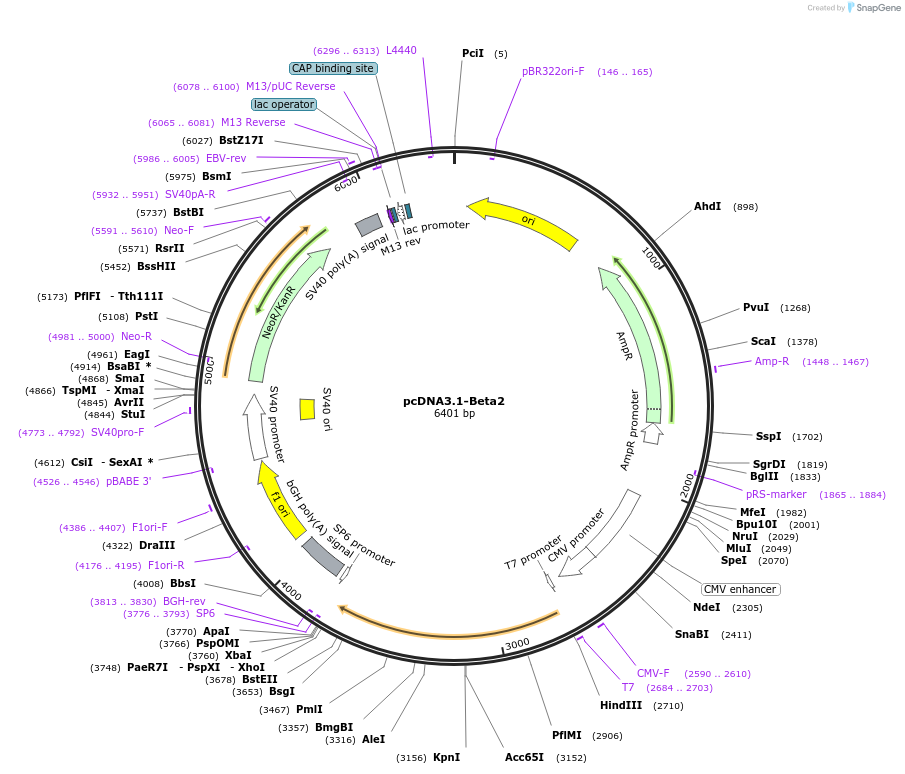 166772-plasmid-map-sequence-id-330981