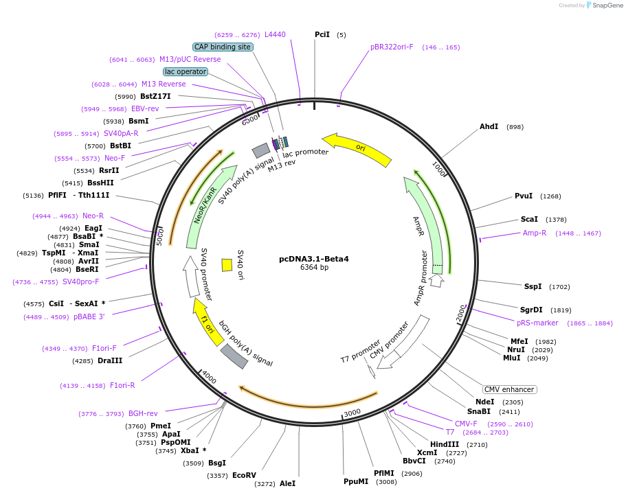 166773-plasmid-map-sequence-id-330984