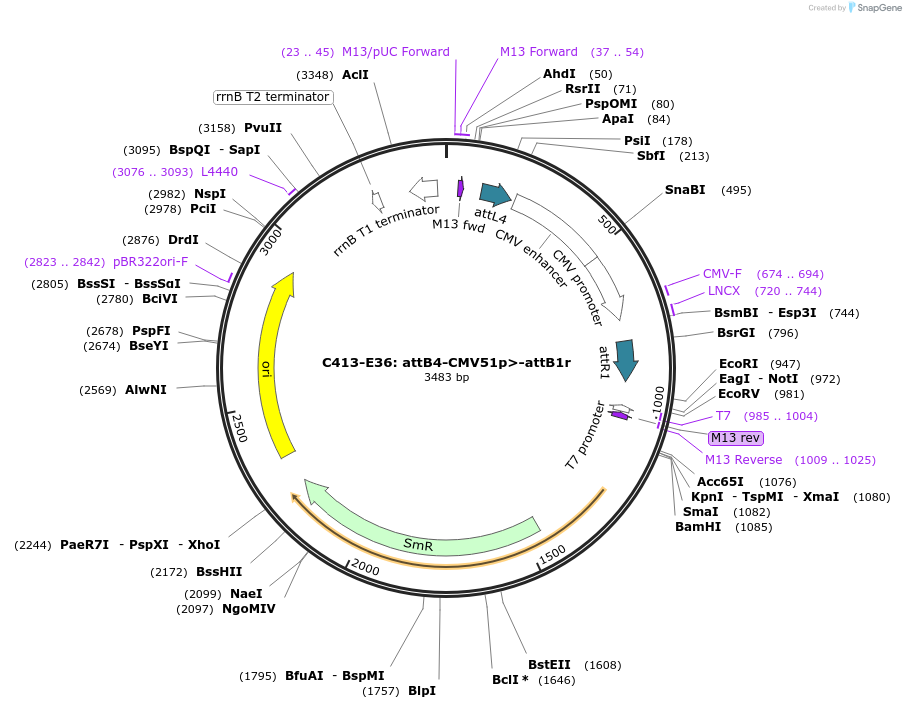 162927-plasmid-map-sequence-id-330992
