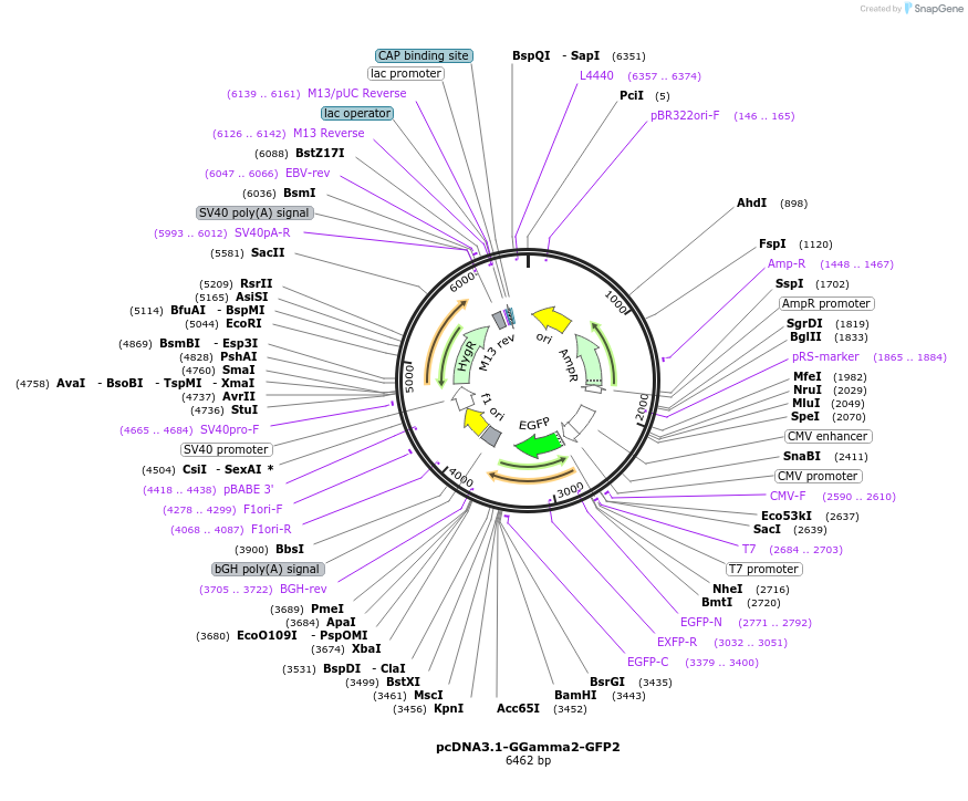 166774-plasmid-map-sequence-id-330993