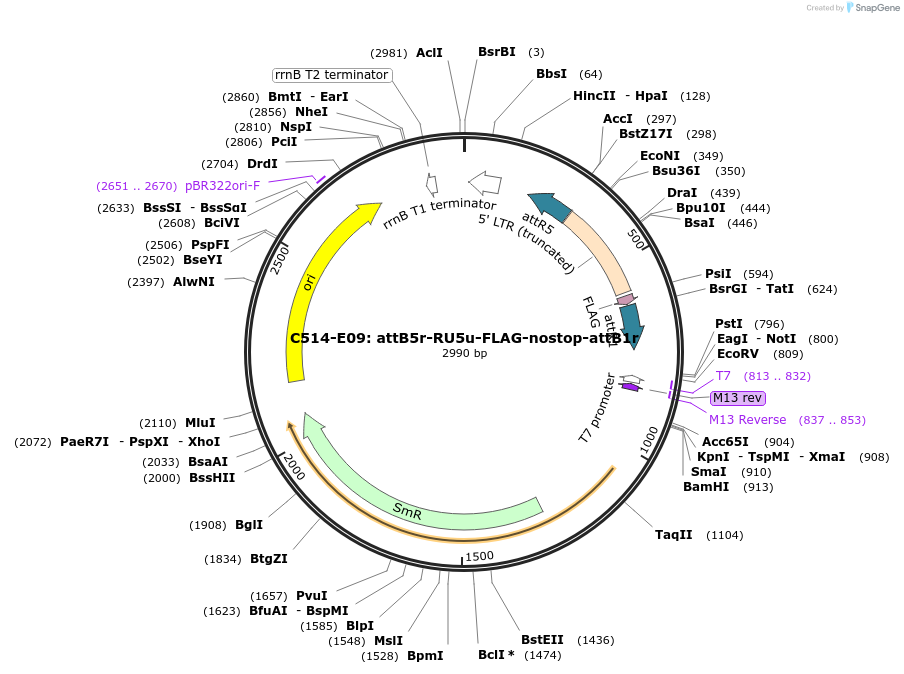 162951-plasmid-map-sequence-id-330995