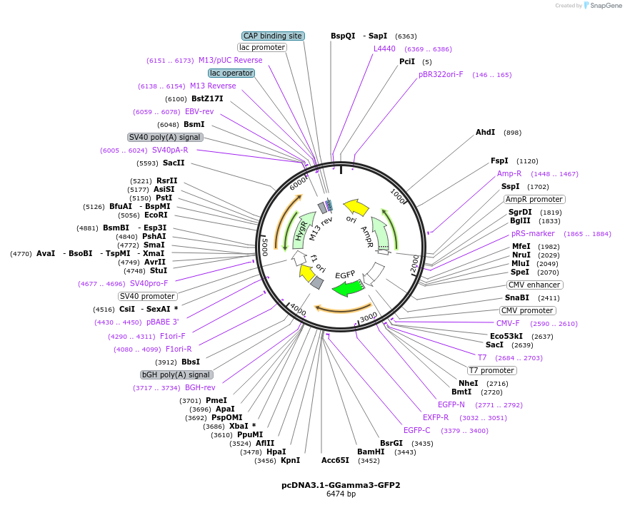 166775-plasmid-map-sequence-id-330996