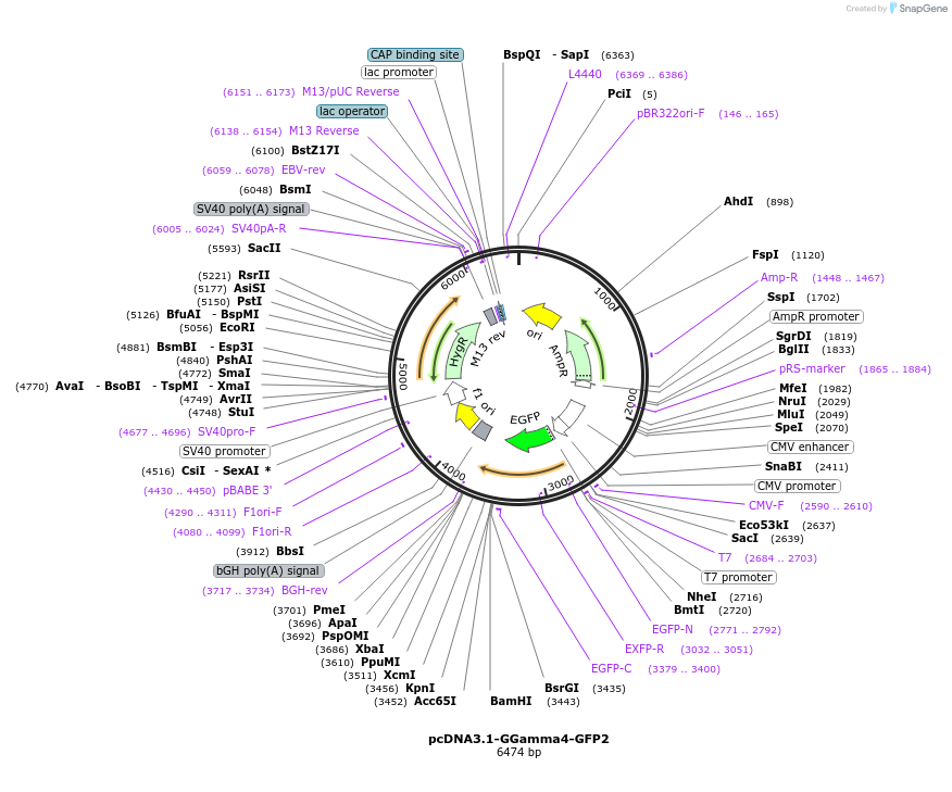 166776-plasmid-map-sequence-id-330999