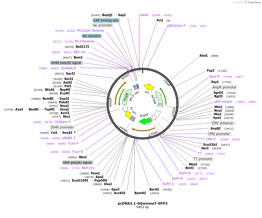 166778-plasmid-map-sequence-id-331001