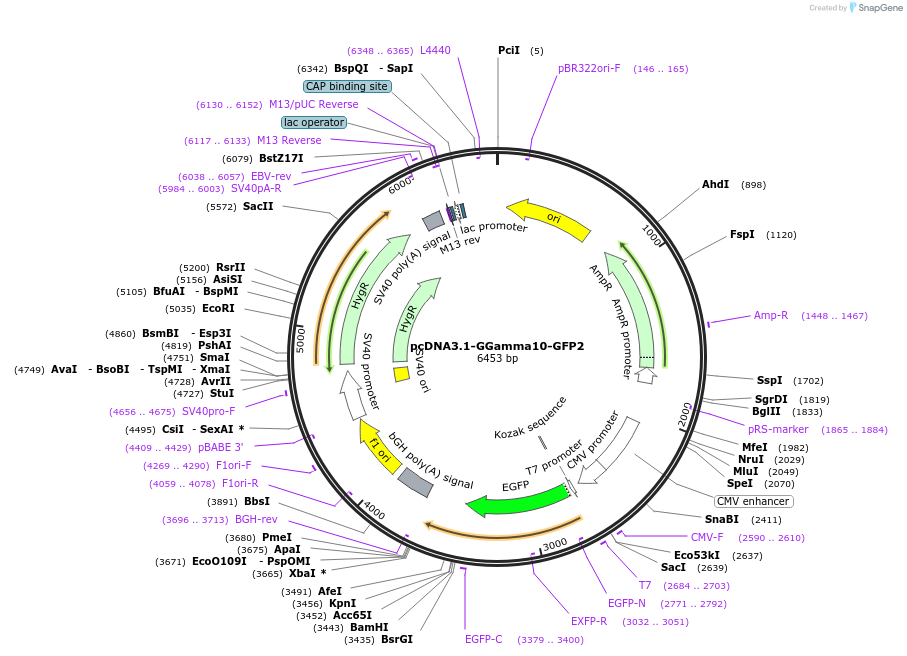 166779-plasmid-map-sequence-id-331002