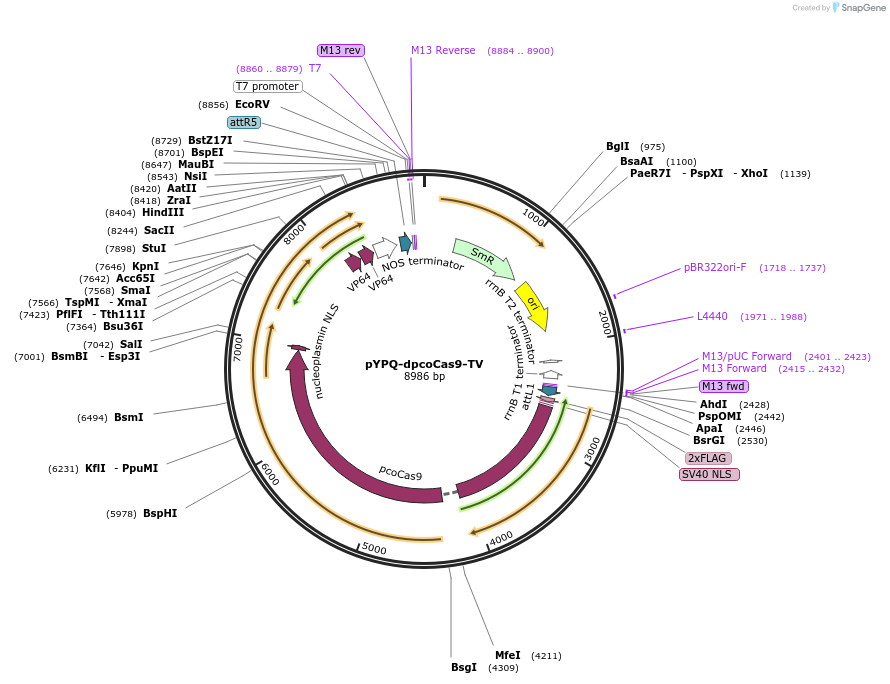 158409-plasmid-map-sequence-id-331003